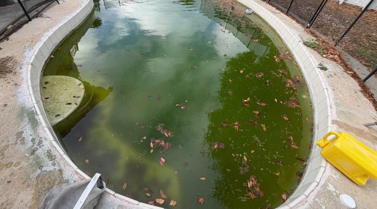 Green, algae-covered pool before recovery service